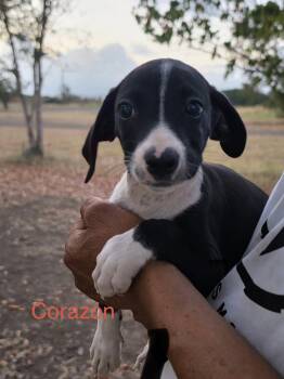 Mixed Breed Dogs Available for Adoption in Glen Rock, New Jersey - Corazon | PetCurious
