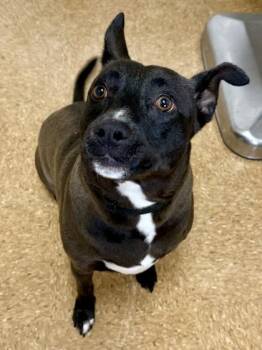 Zero -  Labrador Retriever and Mixed Breed Dog for Adoption in San Antonio, Texas - Zero | PetCurious