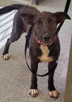 Kaho Olawe -  Dutch Shepherd and Mixed Breed Dog for Adoption in Kansas City, Missouri - Kaho Olawe | PetCurious