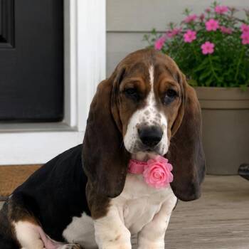 Basset Hound Dogs Available for Adoption in Crosby, Texas - Daisy | PetCurious