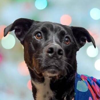 Presley -  Mixed Breed Dog for Adoption in Schaumburg, Illinois - Presley | PetCurious