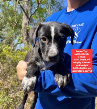 Labrador Retriever and Cattle Dog Dogs Available for Adoption - Lemon Tray | PetCurious