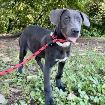 Ensley -  Labrador Retriever Dog for Adoption in Birmingham, Alabama - Ensley | PetCurious