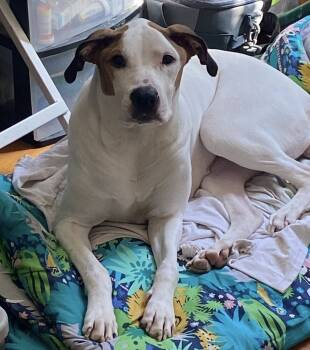 Rescue Mixed Breed Dogs for Adoption in New York, New York - Candy | PetCurious