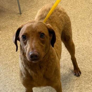 Chesapeake Bay Retriever and Mixed Breed Dogs Available for Adoption in Cumming, Georgia - Jackson 22517 | PetCurious