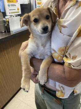 Rescue Chihuahua and Mixed Breed Dogs for Adoption in Stockton, California - MILES | PetCurious