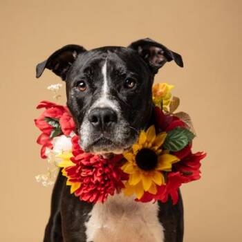 Burnt Cheese -  Mixed Breed Dog for Adoption in Atlanta, Georgia - Burnt Cheese | PetCurious