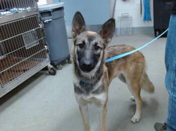 IVY -  German Shepherd Dog and Mixed Breed Dog for Adoption in Salinas, California - IVY | PetCurious