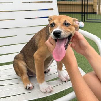 Mckenna -  Labrador Retriever Dog for Adoption in Houston, Texas - Mckenna | PetCurious