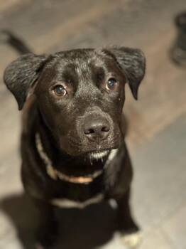 Labrador Retriever Dogs Available for Adoption - Blu | PetCurious