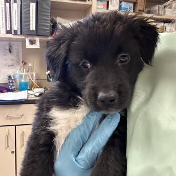 Modelo -  Australian Shepherd Dog for Adoption in Flagstaff, Arizona - Modelo | PetCurious