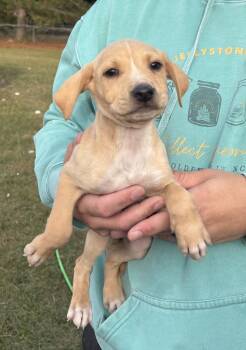 Rescue Labrador Retriever Dogs for Adoption in Greenville, North Carolina - Rain | PetCurious