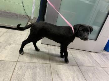 Australian Cattle Dog Blue Heeler and Mixed Breed Dogs Available for Adoption in Grand Prairie, Texas - GARRETT GRAHAM | PetCurious