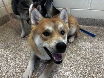 Shiba Inu and Siberian Husky Dogs Available for Adoption in Pueblo, Colorado - LEMON | PetCurious