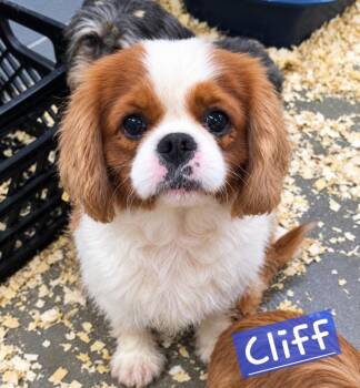 Cliff -  Cavalier King Charles Spaniel Dog for Adoption in Wheelersburg, Ohio - Cliff | PetCurious