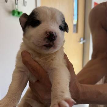 Great Pyrenees and Labrador Retriever Dogs Available for Adoption in Austin, Texas - Garden Hose | PetCurious