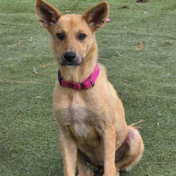 Wendy -  German Shepherd Dog and Labrador Retriever Dog for Adoption in Farmington, Minnesota - Wendy | PetCurious