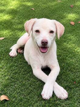 CALYPSO -  Terrier and Chihuahua Dog for Adoption in Vaughan, Ontario - CALYPSO | PetCurious