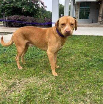 Wilson, Sweet and Easy pup -  Vizsla and Labrador Retriever Dog for Adoption in Houston, Texas - Wilson, Sweet And Easy Pup | PetCurious
