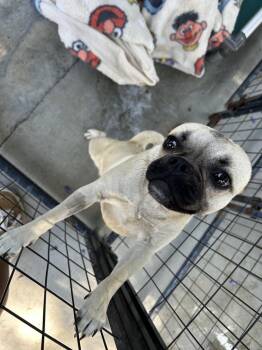 Frank -  Pug and Mixed Breed Dog for Adoption in Ontario, California - Frank | PetCurious