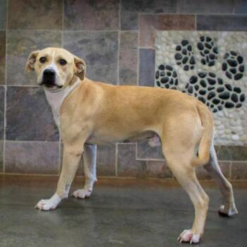 Juno -  Pit Bull Terrier and Yellow Labrador Retriever Dog for Adoption in Versailles, Kentucky - Juno | PetCurious