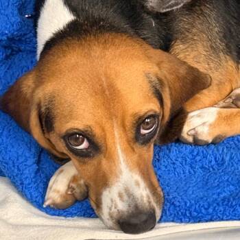 Daisy -  Beagle Dog for Adoption in Union City, Pennsylvania - Daisy | PetCurious