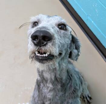 Rescue Mixed Breed Dogs for Adoption in Nashville, Tennessee - Mayonnaise | PetCurious