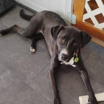Cara -  Labrador Retriever and Terrier Dog for Adoption in Manhasset, New York - Cara | PetCurious