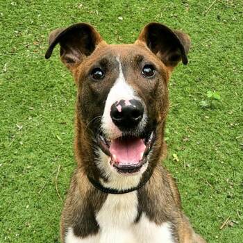Basenji and Bull Terrier Dogs Available for Adoption in Austin, Texas - Kodiak JuM | PetCurious