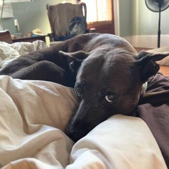 Loxie -  Terrier and Mixed Breed Dog for Adoption in Abbotsford, British Columbia - Loxie | PetCurious
