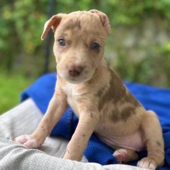 Mixed Breed Dogs Available for Adoption in Keaau, Hawaii - Down Under Litter : Kiwi | PetCurious