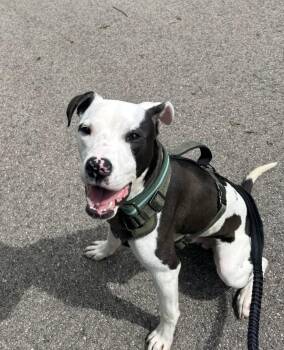 Tommy Boy -  Pit Bull Terrier Dog for Adoption in Germantown, Ohio - Tommy Boy | PetCurious