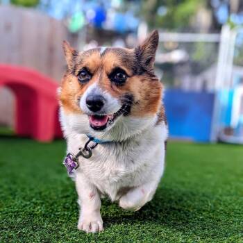 Corgi Dogs Available for Adoption in Savannah, Georgia - Potato Log | PetCurious