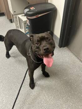 Pit Bull Terrier and Labrador Retriever Dogs Available for Adoption in Greenfield, Indiana - Lonzo | PetCurious