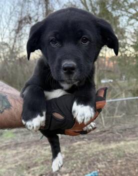 Labrador Retriever Dogs Available for Adoption - Socks | PetCurious