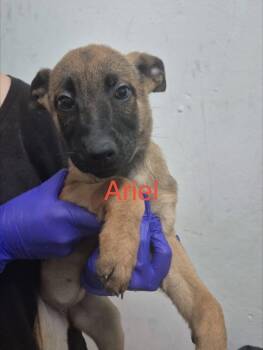 Ariel -  Shepherd Dog for Adoption in Tallahassee, Florida - Ariel | PetCurious