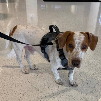 Charlie -  Basset Hound and Mixed Breed Dog for Adoption in Los Angeles, California - Charlie | PetCurious