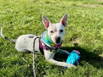 Pit Bull Terrier Dogs Available for Adoption in Portland, Oregon - Bubblegum | PetCurious