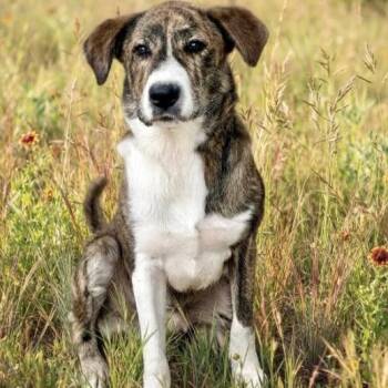 Zues -  Mixed Breed Dog for Adoption in Elgin, Texas - Zues | PetCurious
