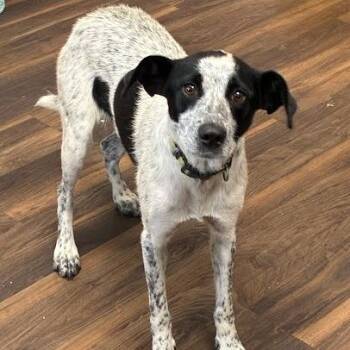 Phoebe -  Mixed Breed Dog for Adoption in Jeffersonville, Indiana - Phoebe | PetCurious