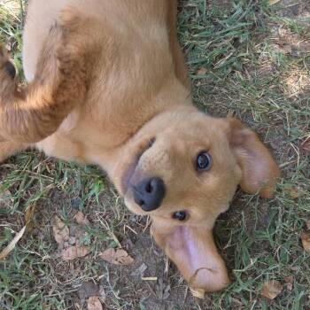 Milly Sue -  Labrador Retriever and Anatolian Shepherd Dog for Adoption in Ennis, Texas - Milly Sue | PetCurious