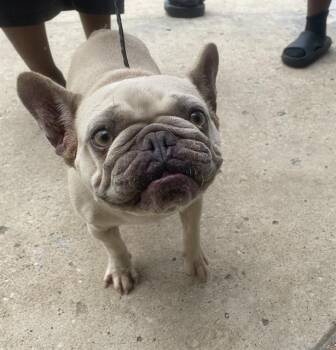 French Bulldog Dogs Available for Adoption in Dallas, Texas - CARDI MEEKS | PetCurious