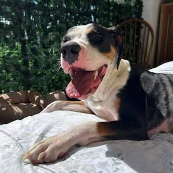 Mixed Breed Dogs Available for Adoption in Murray, Utah - Lola | PetCurious