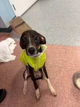 Mixed Breed Dogs Available for Adoption in Wabash, Indiana - Peanut | PetCurious