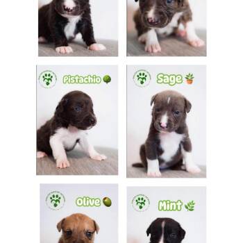 754 (2026) Churro -  Pit Bull Terrier and Great Pyrenees Dog for Adoption in Parker, Colorado - 754 (2026) Churro | PetCurious
