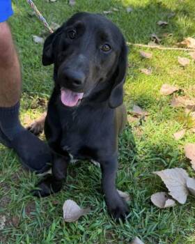 Floppsy -  Basset Hound and Labrador Retriever Dog for Adoption in Vicksburg, Mississippi - Floppsy | PetCurious