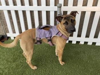 Pit Bull Terrier and Belgian Shepherd Malinois Dogs Available for Adoption in Modesto, California - A609627 | PetCurious