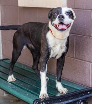 Kaleva -  Mixed Breed Dog for Adoption in Chamblee, Georgia - Kaleva | PetCurious