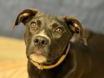 Lolo -  Labrador Retriever and Pit Bull Terrier Dog for Adoption in Portland, Oregon - Lolo | PetCurious