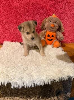 Heidi -  Mixed Breed Dog for Adoption in Hot Springs, South Dakota - Heidi | PetCurious